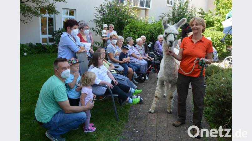 Jutta Fischer führte ihre Lamas „Vailoso“ (Bild) und &quot;Zambesi&quot; den Bewohnern im Phönix-Seniorenheim vor und erzählte viel Wissenswertes über die Tiere. Bild: jr