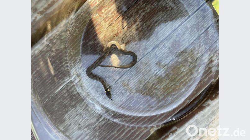 Diese Ringelnatter hatte sich in der Wohnung eines älteren Ehepaars in Sulzbach-Rosenberg eingenistet. Bild: Polizeiinspektion Sulzbach-Rosenberg/exb