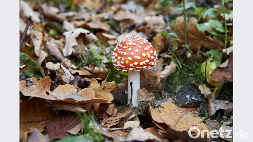 Gehört nicht zu den Speisepilzen: der Fliegenpilz. Bild: Andreas Schoelzel/exb