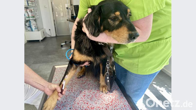 Müssen Kleintiere wie Hunde und Katzen, aber auch Pferde künftig vorzeitig eingeschläfert werden wegen Erkrankungen, die behandelbar wären, für die jedoch Antibiotika notwendig sind, die für Tiere verboten werden sollen? Bild: Eichl