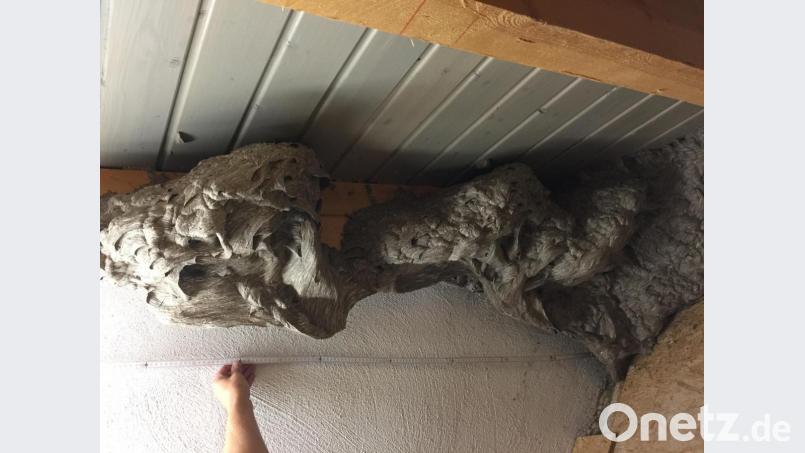 Ein fast zwei Meter langes Kunstwerk hatten Wespen am Spitzboden unterm Dach errichtet. Jetzt ist es leer. Bild: gi