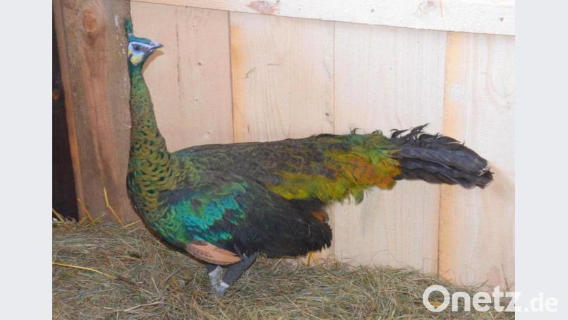 Der verletzte Ährenträger-Pfau in Hohenburg ist jetzt erst einmal auf der „Krankenstation“ untergebracht. In einem Einzelgehege soll er mit seinem geschienten Bein zur Ruhe kommen. Bild: bö