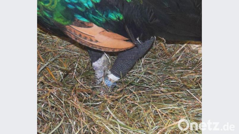 Hier ist der geschiente Oberschenkel des verletzten Ährenträger-Pfaues zu sehen. Bild: bö
