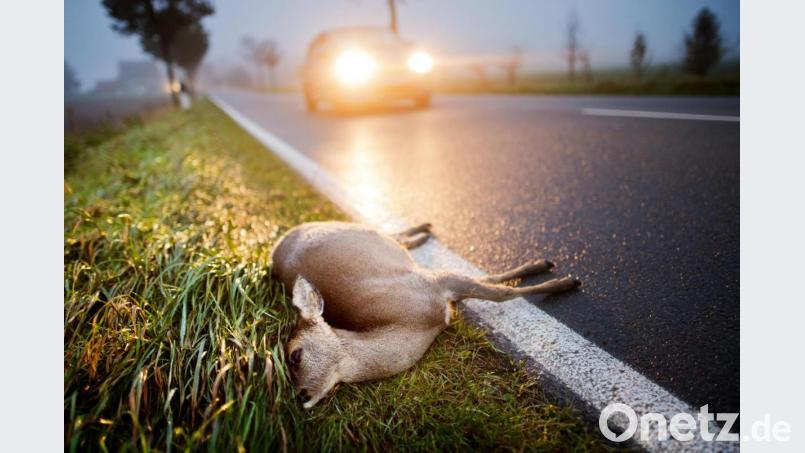 Ein totes Reh liegt nach der Kollision mit einem Auto am Straßenrand einer Landstrasse. Im Bereich der Jagdgenossenschaft Högling blieb die Zahl der Wildunfälle auf niedrigem Niveau. Symbolbild: Julian Stratenschulte/dpa