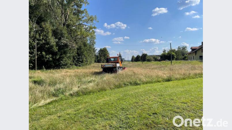 Mit einer Kehreinheit am Unimog kehrt der Bauhof der Stadt Nabburg jetzt Blühwiesen und gewinnt damit regionales Saatgut zur Weiterverwendung. Bild: Marko Pammer/exb