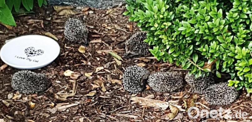 So süß die Igel auch sind - anfassen kann für sie tödlich sein! Bild: ld