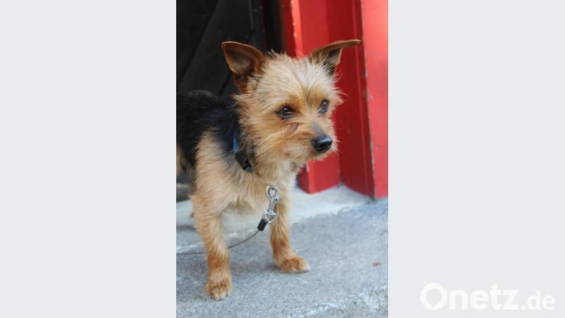 &quot;Wachhund&quot; Gismo passt auf. Bild: Evi Wagner