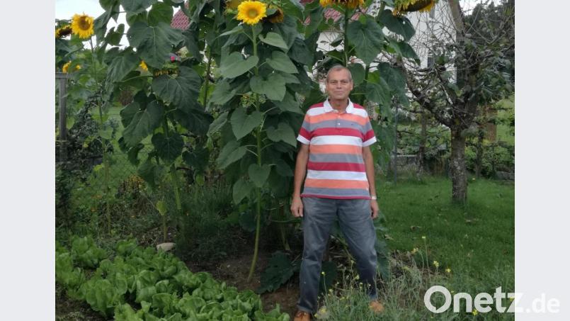 Die riesigen Sonnenblumen in seinem Garten stellen Karl-Heinz Herbst in den Schatten. Mit seinen politischen Konkurrenten will es der Grünen-Direktkandidat genauso machen. Bild: Herbst/exb