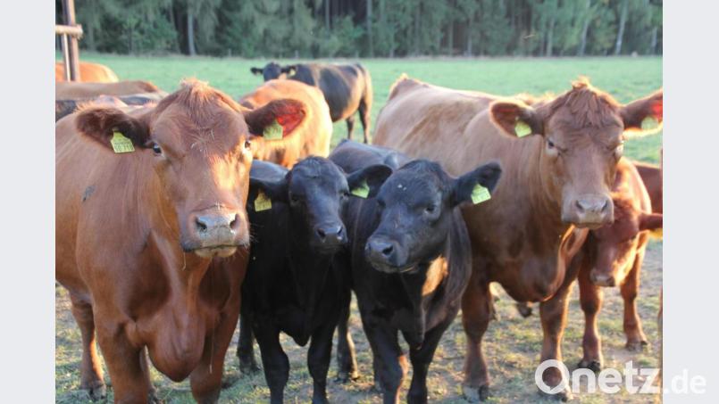 Angusrinder sind immer neugierig. Bild: kro