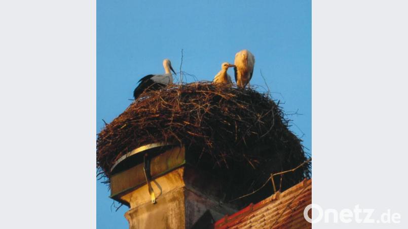 Drei Jungstörche wurden 2021 im Horst auf dem Dach des Pfarrhofs in Tirschenreuth groß. Bild: Karl Berr/exb
