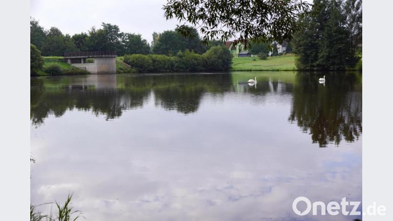 Im Stausee fühlen sich nicht nur Schwäne wohl. Biber haben im angrenzenden Biotop Einzug gehalten. Bild: bkr