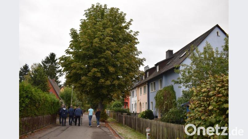Der mächtige Kastanienbaum in der Böhmerwald Straße fällt demnächst der Säge zum Opfer. Sein Wurzelwerk verursachte wiederholt Schaden an der Kanalisation. Bild: bnr