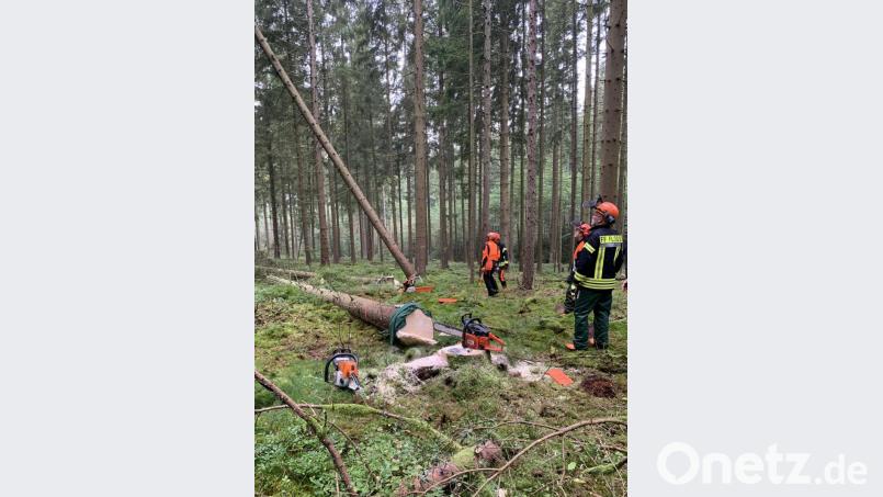 &quot;Achtung! Baum fällt&quot;, hörte man immer wieder bei der praktischen Motorsägenausbildung. Bild: omu