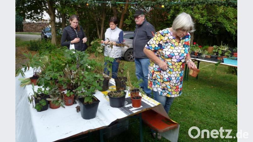 Die Tischgesellschaft Edelweiß baute wieder ihre Pflanzenbörse im Kreiner-Biergarten in Siebeneichen auf. Bild: rlö