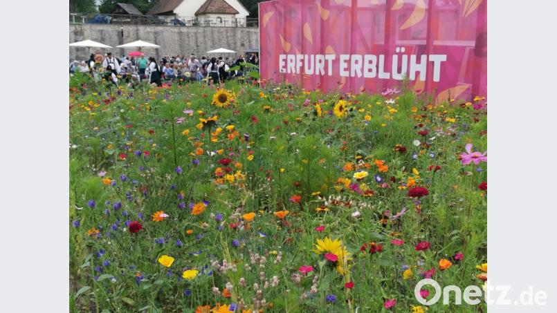 Die Bundesgartenschau in Erfurt ist auch jetzt im Herbst einen Besuch wert. Bild: Portner