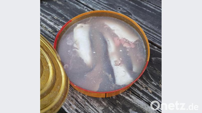Zum Glück transportieren Bilder keine Gerüche: Der beißend-faulige Gestank, der aus einer Surströmming-Dose mit fermentierten Hering entweicht, ist nichts für zarte Nasen. Bild: Tobias Gräf