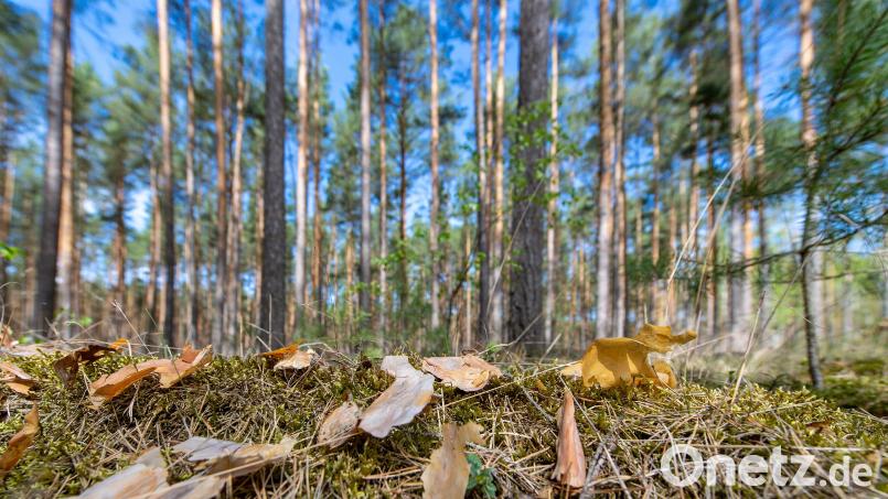 Trockene Rinde und Kiefernnadeln liegen auf dem Boden in einem Kiefernwald. Symbolbild: Monika Skolimowska/dpa