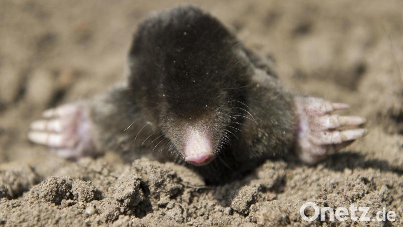 In Schwandorf hat jemand Fallen für Maulwürfe ausgelegt. Symbolbild: Patrick Pleul/dpa