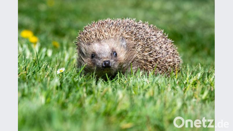 Feuerwehrleute halfen in Würzburg drei kleinen Igeln. Symbolbild: Armin Weigel/dpa