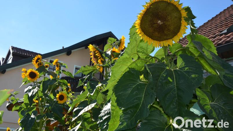 Prächtige Sonnenblumen finden sich im Garten von Gertrud und Werner Teubner. Bild: jr