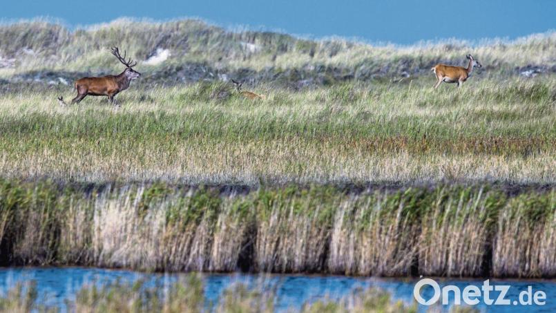 Der Nationalpark Vorpommersche Boddenlandschaft bietet auch Rothirschen ein Zuhause – die Tiere wurden vom Menschen bloß in die Wälder verdrängt. Bild: Jens Büttner/dpa