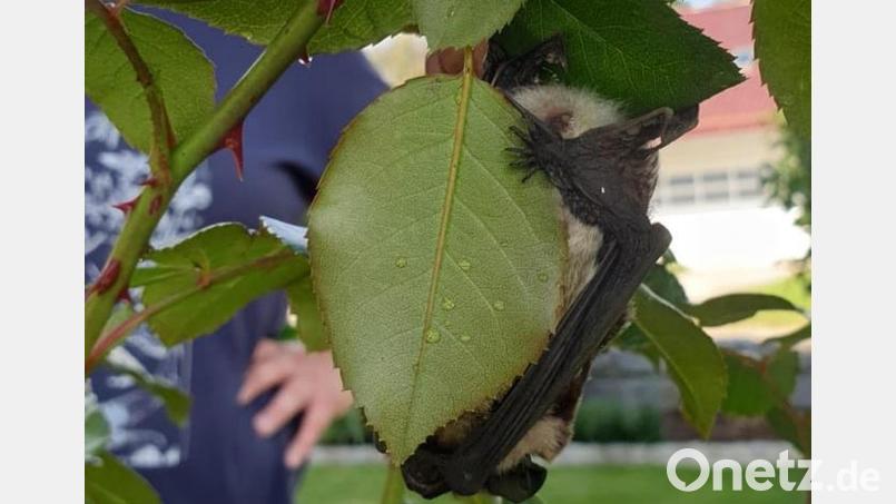 Die Fledermaus hält sich im Garten von Nicole Eckert an einem Rosenblatt fest und schläft. Bild: Cornelia Eckl