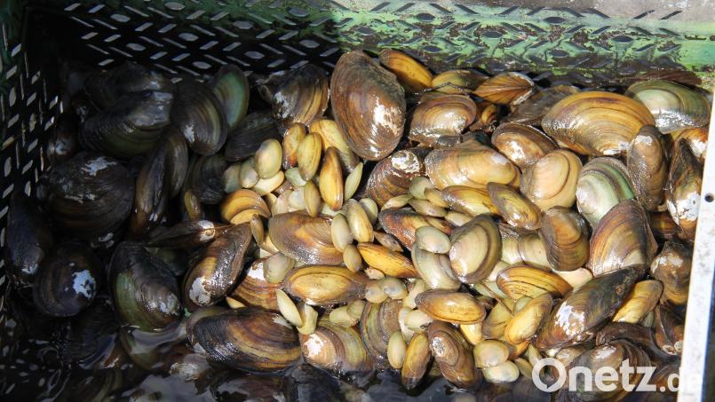 Der Muschelkorb ist gut gefüllt. Bild: dl