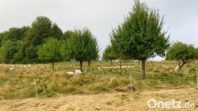 Auf den hohen Grasflächen am Golfplatz Schwanhof weiden Schafe und Ziegen als vierbeinige Landschaftspfleger. Bild: Kurt Knote/exb