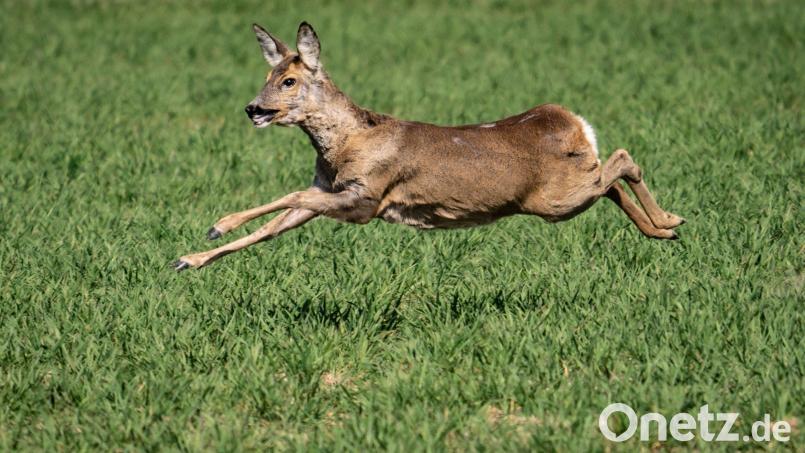 Ein Reh flüchtet auf einem Feld. Symbolbild: Frank Rumpenhorst/dpa