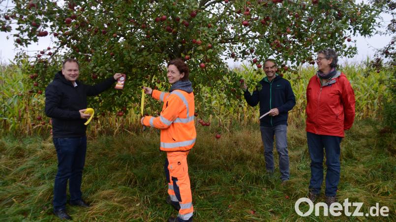 Bürgermeister Christian Porsch, Sabine Freiberger, Paul Solata und Christine Schmidt bei Anbringen der Markierungsbänder. Diese zeigen an, an welchen Bäumen geerntet werden darf. Bild: ak