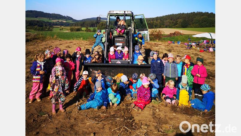 Bei der Kartoffelernte mit anpacken durften die Buben und Mädchen des städtischen Kindergartens „Kunterbunt“. Bild: Kindergarten Kunterbunt/exb