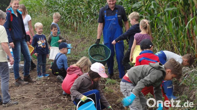 Erdäpfelgraben macht den Kindern auf dem Feld großen Spaß. Bild: jhö