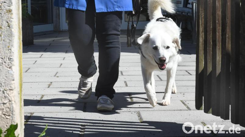 Was die Gemeinde Kümmersbruck an Geldern bei der Hundesteuer einnimmt, gibt sie wieder für die Hunde und ihre Besitzer aus. Archivbild: Gabi Schönberger
