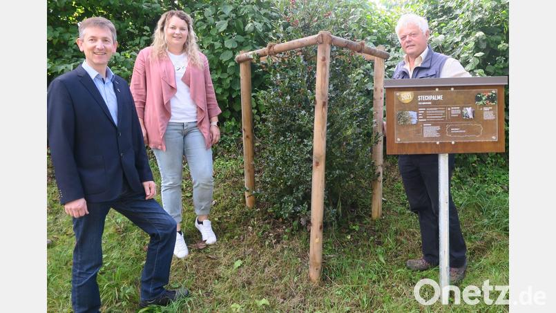 Vor dem neu gepflanzten Baum des Jahres 2021, einer Stechpalme (von links): Bürgermeister Albert Geitner, Rathaus-Mitarbeiterin Nina Forster und Biodiversitätsbeauftragter Johann Schmaußer. Bild: Verena Sägenschnitter/exb