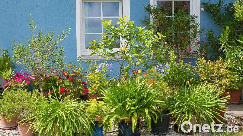 Mediterrane Kübelpflanzen wie Zitrusbäumchen, Lilien, Geranien und Oleander in Töpfen müssen bald ins Winterquartier. Symbolbild: SusaZoom – stock.adobe.com
