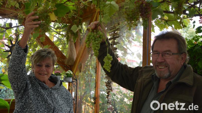Ruth und Engelbert Witt präsentieren die roten und weißen Weintrauben, zu Weihnachten wollen sie sich ein Gläschen Wein genehmigen. Bild: jr