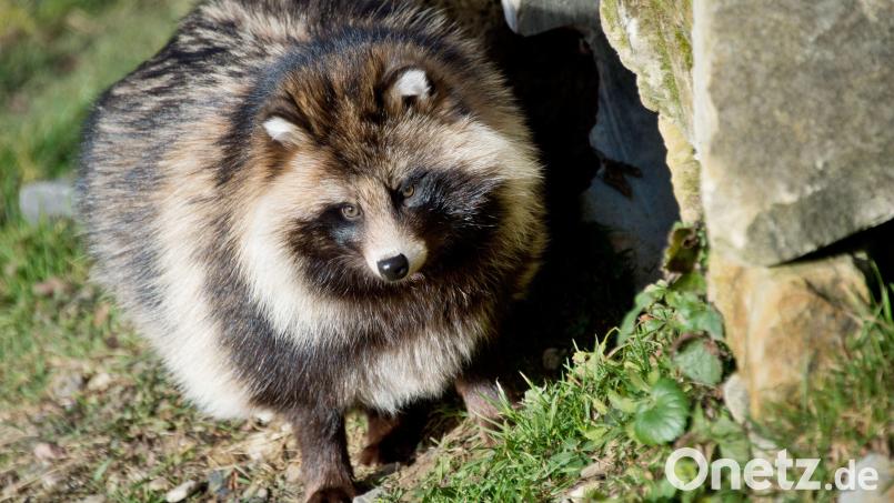 Ein Marderhund – lateinischer Name Nyctereutes procyonoides – sitzt in einem Gehege. Im Landkreis Neustadt/WN fasst die eingewanderte Tierart seit einigen Jahren in freier Wildbahn Fuß. Bild: Julian Stratenschulte/dpa