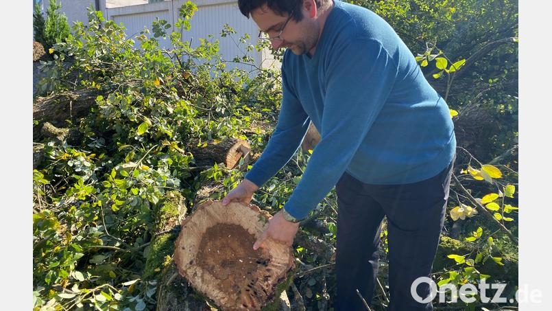 Mesner Peter Gärtner zeigt die Schäden an der Weide, die im Bereich der Ringstraße gefällt werden musste. Bild: Gärtner/exb