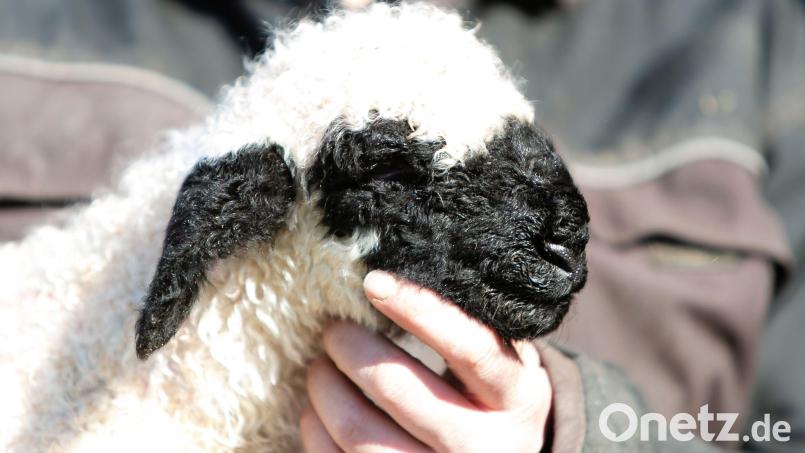 Ein wenige Stunden altes Walliser Schwarznasenschaf wird gestreichelt. Symbolbild: Frank Molter