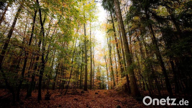 Der Herbst in der Oberpfalz. Bild: peter.mueller@oberpfalzmedien.de
