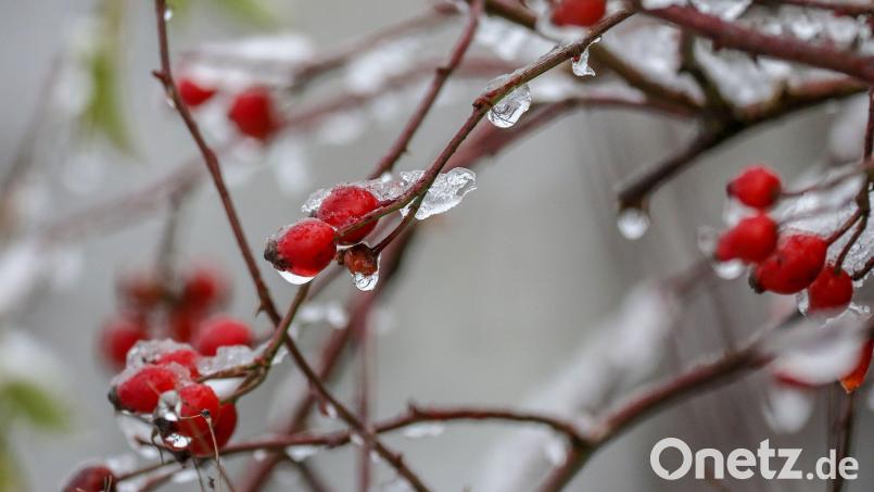 Hagebutten an einem Strauch sind mit Schnee und Eis überzogen. Symbolbild: Thomas Warnack/dpa