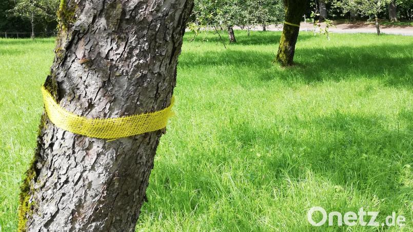An so gekennzeichneten Bäumen darf jetzt auch in Sulzbach-Rosenberg Obst geerntet werden. Bild: Andreas König/exb