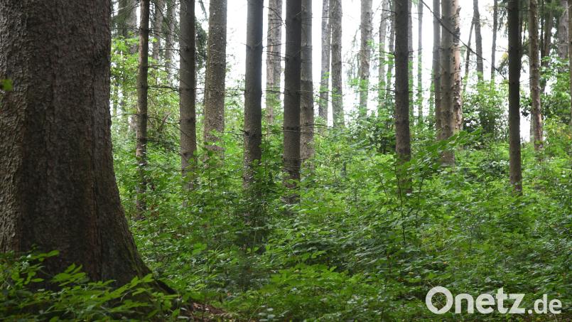 Auch der Wald um Weiden wandelt sich und ist mit den Weidnern verbandelt. Archivbild: Gabi Schönberger