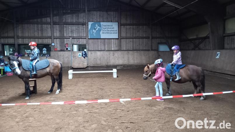 Sechs Schulpferde, ein Voltigierpferd, ein Schulpferd im Ruhestand und ein Pony für das heilpädagogische Begleiten mit dem Pferd finden derzeit ihr Zuhause im Tirschenreuther Reitverein. Bild: opp