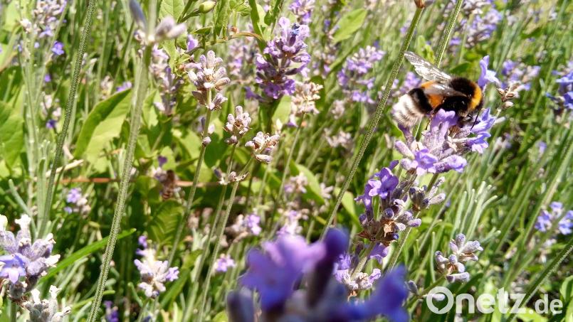 Blühfläche mit Hummel Bild: Verena Bauer/exb