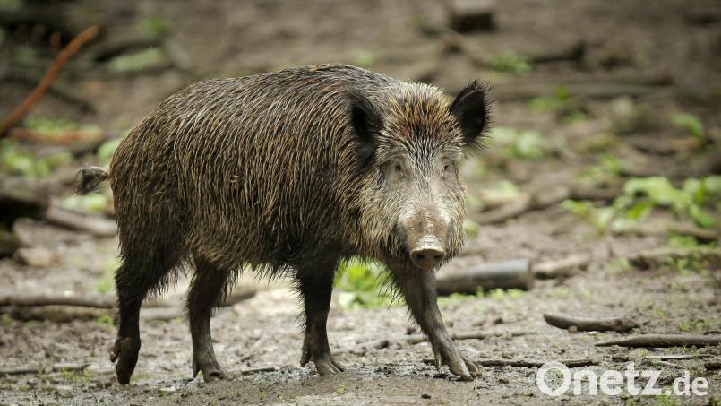 In Neumarkt in der Oberpfalz hat ein verwirrtes Wildschwein einen Radfahrer angegriffen. Symbolbild: Fredrik von Erichsen
