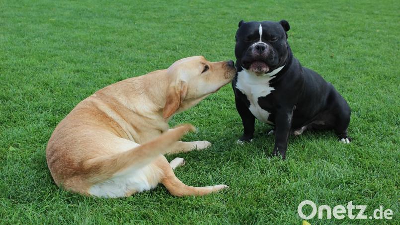 Beim Zusammenleben von Labradorhündin Gretel und Exotic-Bulldog-Rüde Batman gibt es auch ohne Kastration keine Probleme. Bild: Evi Wagner