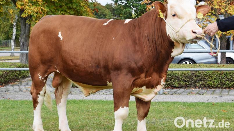 Der Betrieb Pilz aus Oberwahrberg im Landkreis Regensburg züchtete diesen „Herkules“-Sohn (Kat. Nr. 2), der zum Prüfeinsatz an den Besamungsverein Neustadt an der Aisch überstellt wurde. Bild: RZO/exb