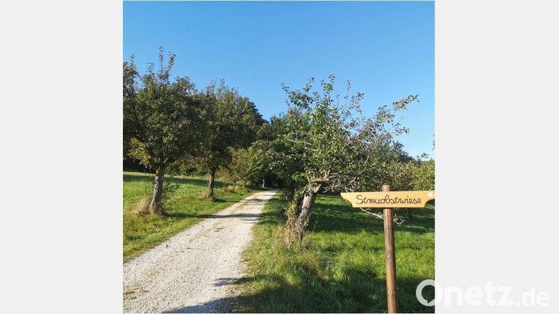 Eine der beiden gemeindlichen Streuobstwiesen in Neukirchen. Bild: lei