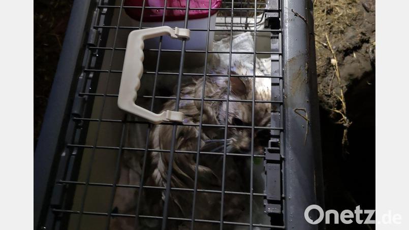 Die Feuerwehr hat Luna aus einem Kanalrohr gerettet. Bild: exb